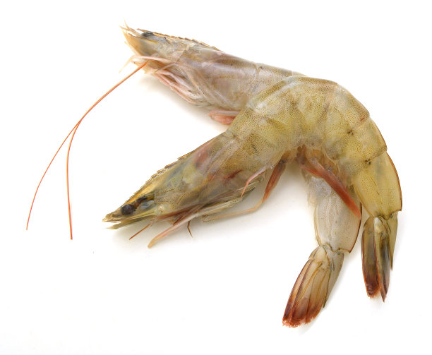 白色背景上的两只鲜虾图片下载