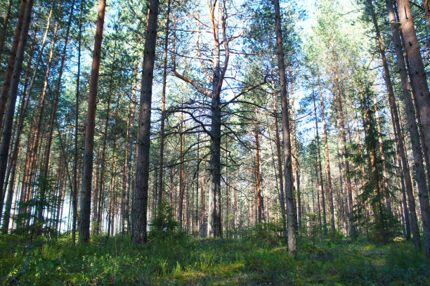 森林的景观松树有弯曲的枝干图片下载