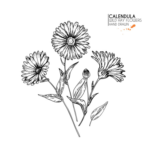 手绘的野花。金盏花花。医学草药。古典雕刻艺术。植物插图。适用于化妆品、医药、治疗、香薰、护理、包装设计、现场花束。图片下载