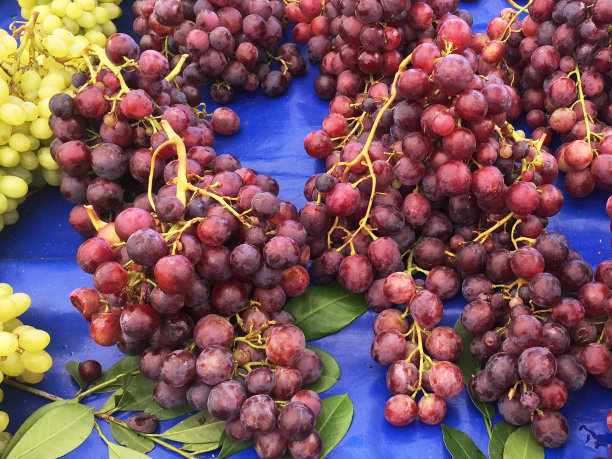 葡萄图片下载