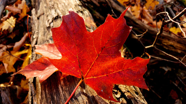 秋天彩色的叶子图片下载