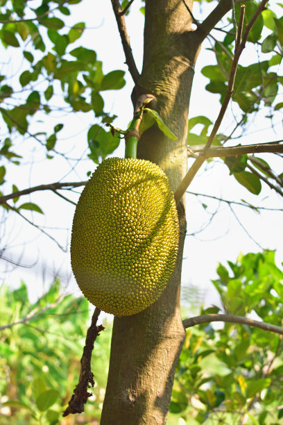 在泰国的树上素材图片