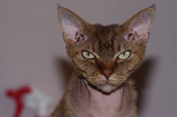 你在看我吗?图片下载