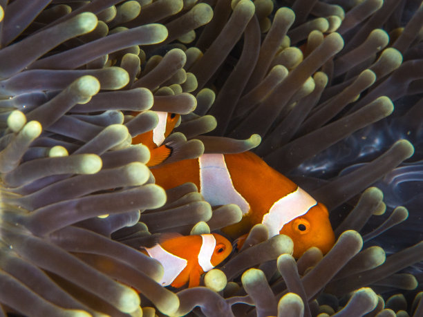 软科拉的小丑鱼素材图片