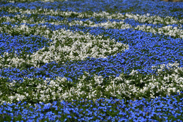 农场五颜六色的户外花卉田图片下载