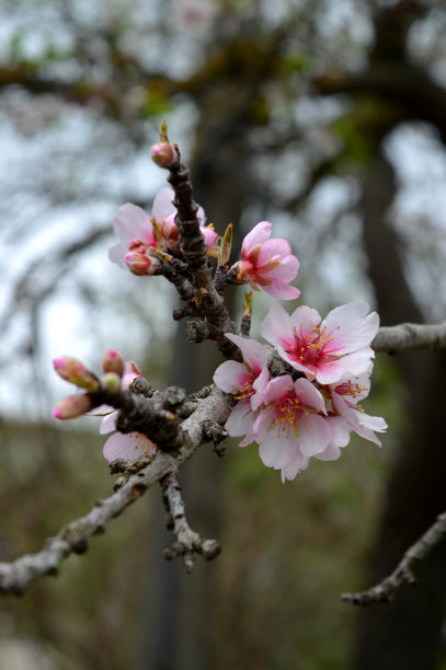 一个在盛开的杏树枝的特写，自然，宏观，花西西里图片下载