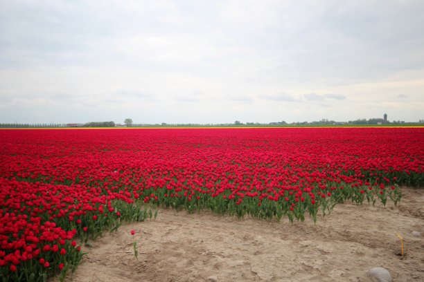 荷兰Goeree Overflakkee岛上的红色郁金香田在春天。图片下载