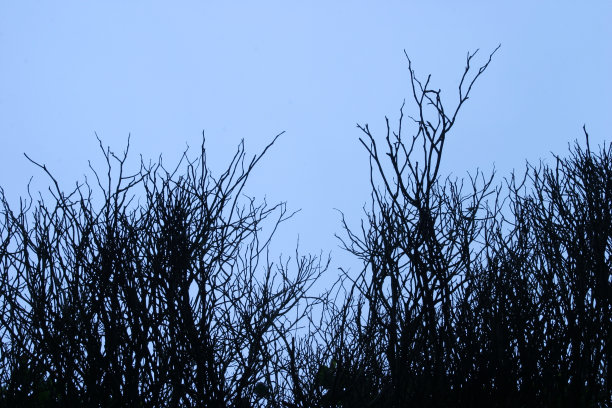 的分支机构图片下载