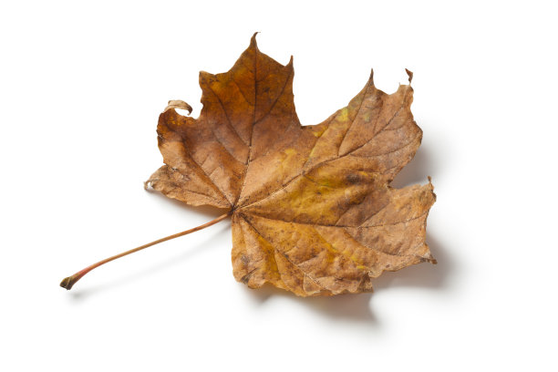 秋天的一片枫叶图片下载