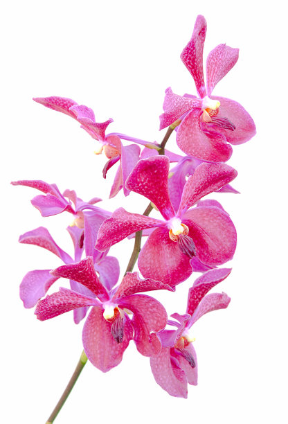 兰花的花图片下载