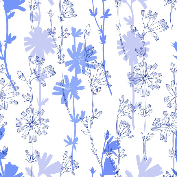 无缝矢量花卉图案，菊苣花手绘植物插图，彩色蓝色素描孤立在白色背景，药用菊苣植物线艺术纹理设计包装，织物图片下载