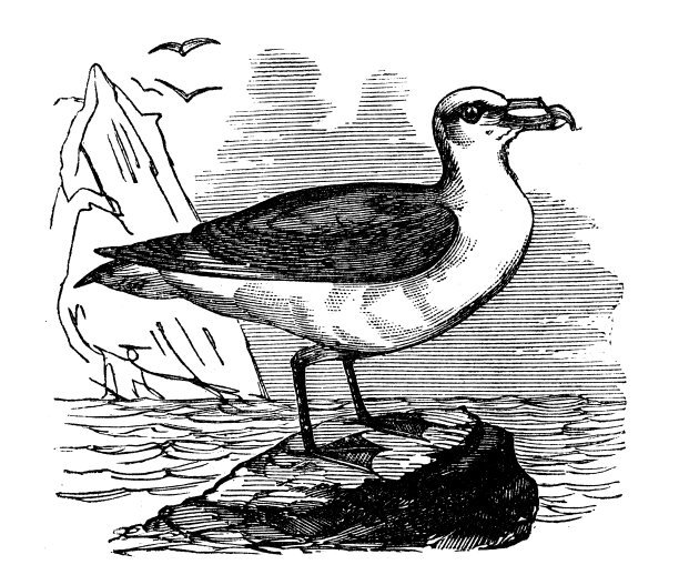 动物仿古雕刻插图:富尔马图片下载