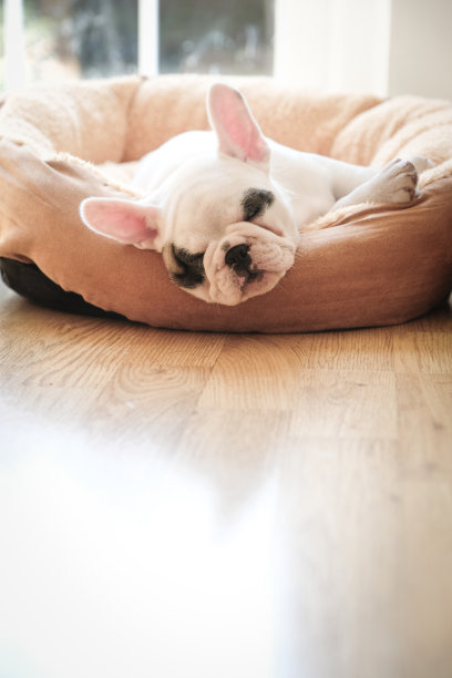 可爱的8周大的法国牛头犬在客厅的狗床上睡觉图片下载