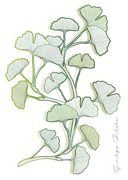 银杏的叶子图片下载