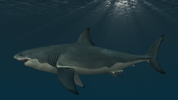 大白鲨水下侧视图图片下载