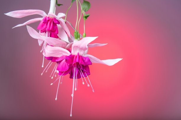 美丽的花，粉红色的紫红色近距离在红色的背景。贺卡的概念。副本的空间。生日，母亲，女人，婚礼的概念图片下载
