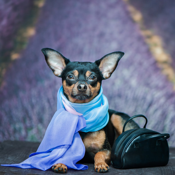 时尚，别致，狗在一条围巾上自然的背景薰衣草田，小狗看着相机。春天的主题，夏天。图片下载