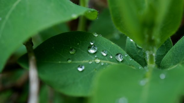 雨滴落在叶子上。图片下载