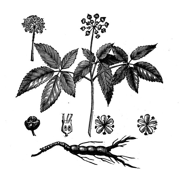 植物学植物仿古雕刻插图:人参图片下载
