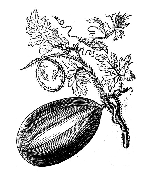 植物学植物仿古雕刻插图:葫芦图片下载