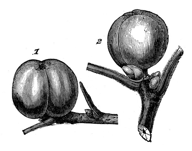 植物学植物仿古雕刻插图:山核桃图片下载
