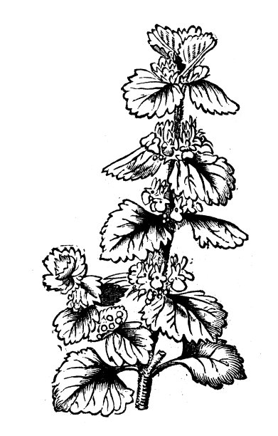 植物学植物仿古雕刻插图:牧犬图片下载