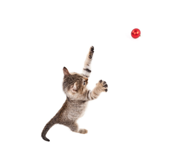 图片上跳跃的小猫孤立的白色图片下载