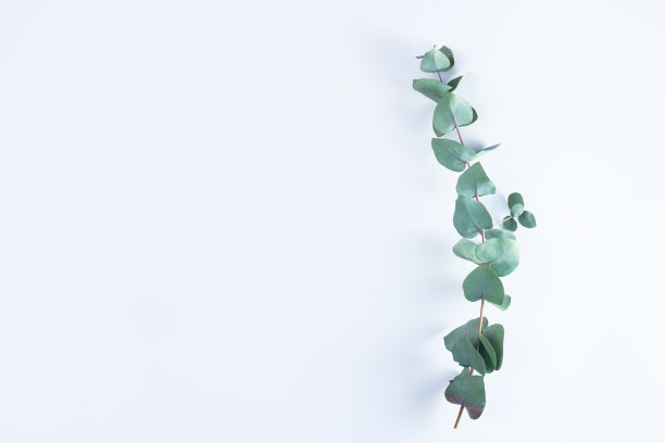 绿色植物的组成图片下载