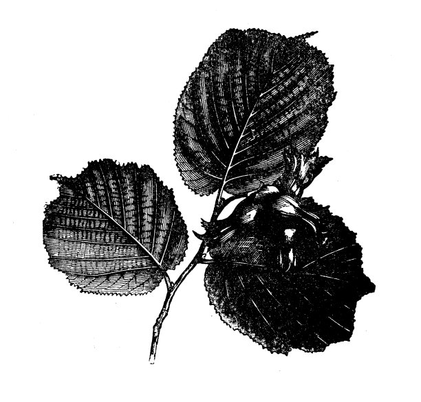植物学植物仿古雕刻插图:榛子图片下载