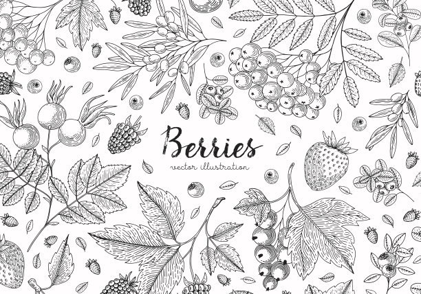 浆果合集顶视图插画，健康食品，复古雕刻风格，素食菜单设计，厨房用品装饰，标签海报包装设计图片下载