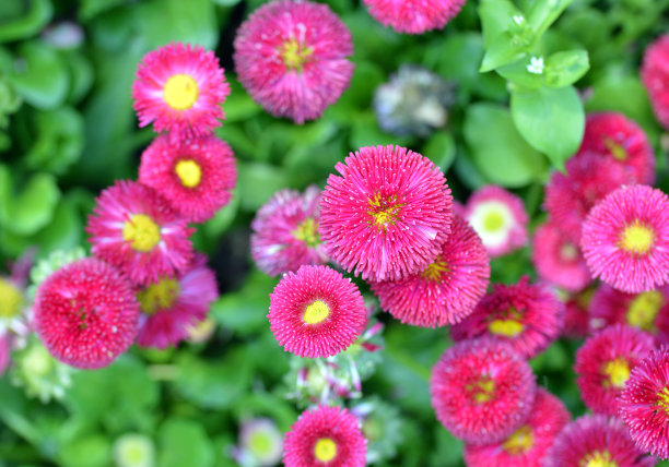 公园里的粉色非洲菊素材图片