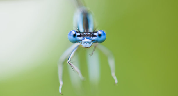 高脚杯斑豆娘头部图片下载