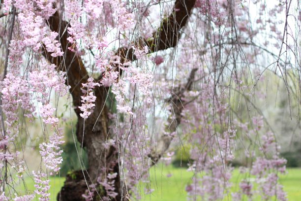 美国华盛顿州雅基马地区植物园的日本花园图片下载