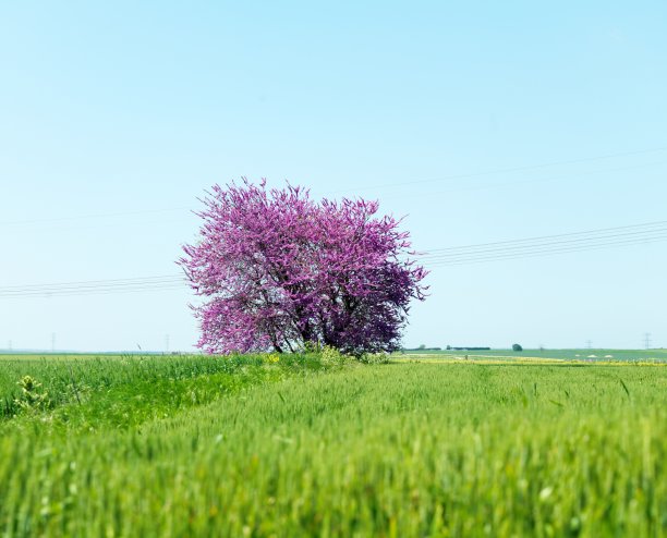 麦田里的犹大树图片下载