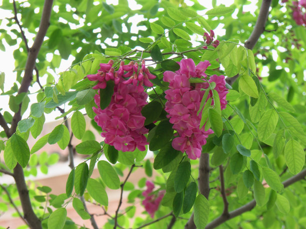 树枝上有粉红色的花图片下载