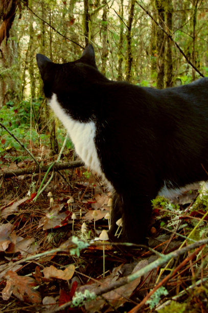 俄勒冈州威拉米特谷- 2012年11月5日:莱恩县的南山图片下载