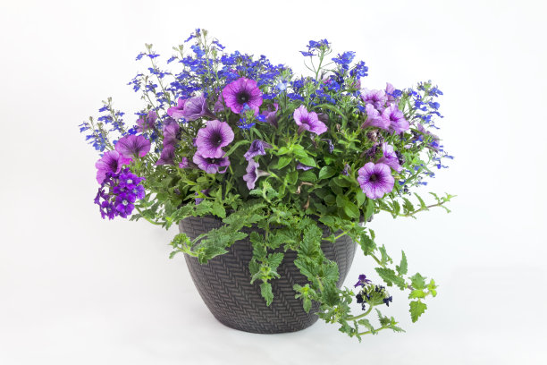 花卉三重威胁种植机素材图片