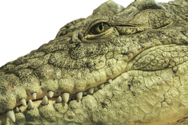 鳄鱼的口图片下载