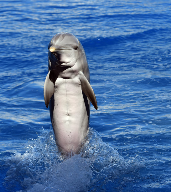 海豚图片下载