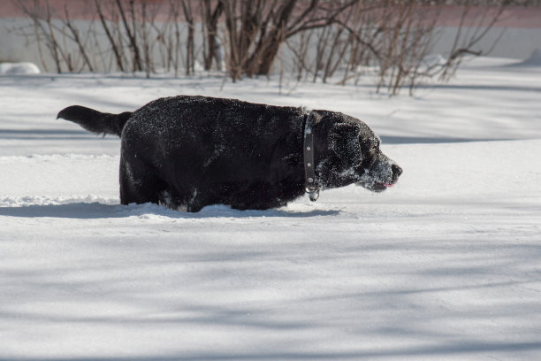 黑色的拉布拉多在白雪上玩耍。宠物的动物。图片下载