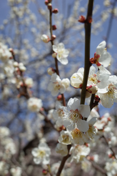 日本梅树的白花图片下载