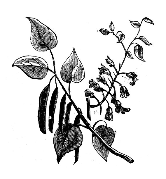 植物学植物古版画插图:犹大树图片下载