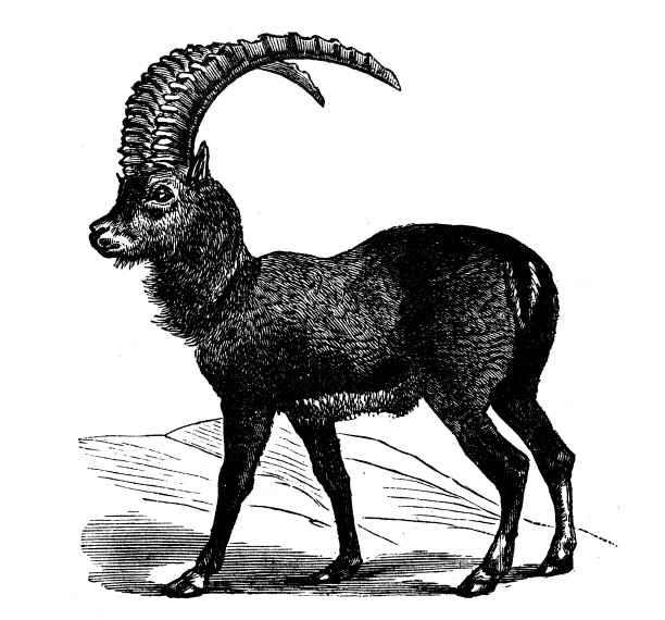 动物仿古雕刻插图:野山羊图片下载