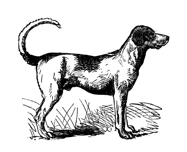 动物仿古雕刻插图:英国猎狐犬图片下载