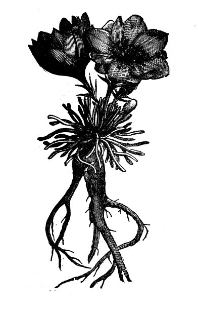 植物学植物仿古雕刻插图:刘易斯图片下载