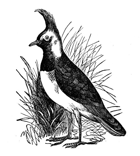 动物仿古雕刻插图:田凫图片下载