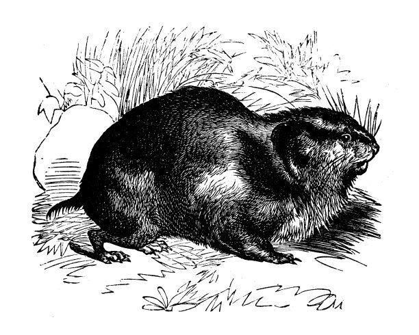 动物主题复古雕刻插画：旅鼠图片下载