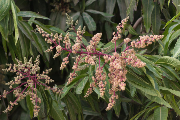 芒果树上粉红色的花朵近距离盛开，大自然为背景图片下载