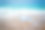 海边的水母图片下载