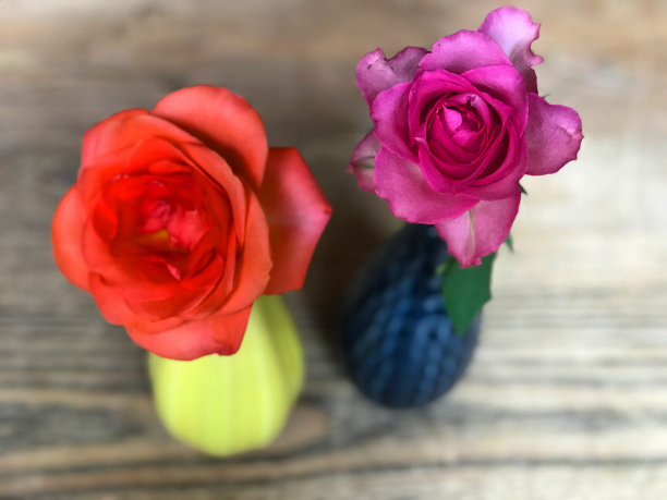 彩色的玫瑰和花瓶图片下载